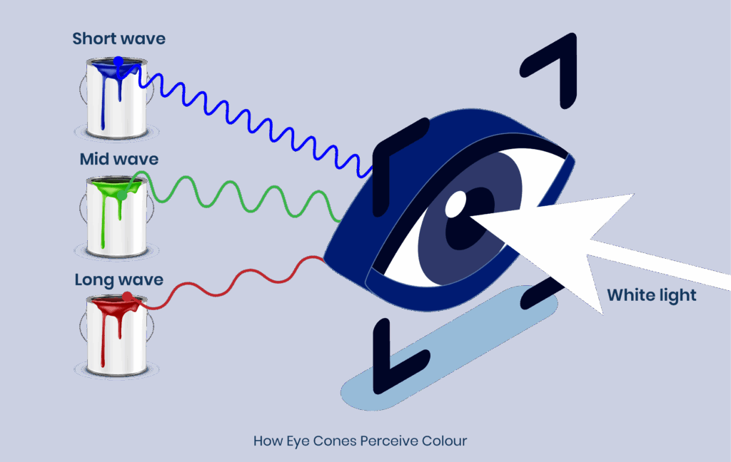 Diagram of how our eyes perceive colour from white light
